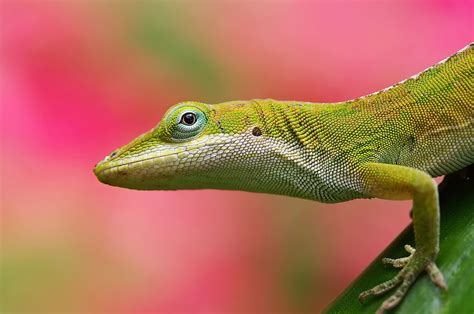 Animals, Background, Pink, Color, Lizard HD wallpaper | Pxfuel