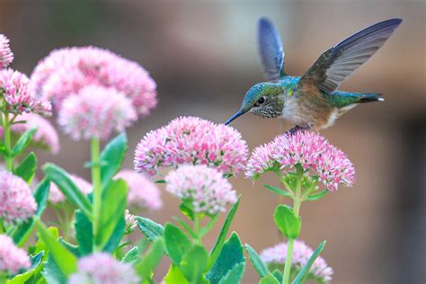 Wallpaper Birds And Flowers (61+ images)