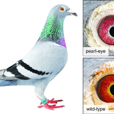 Eye color in domestic pigeons (Columba livia). Wild-type individuals... | Download Scientific ...