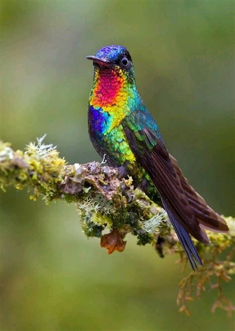 #bird #feathers #color | Search | Pinterest