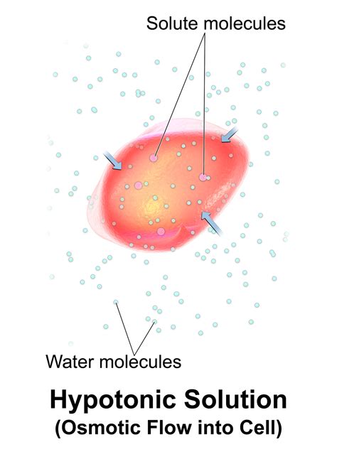 Cytolysis - Biology Simple