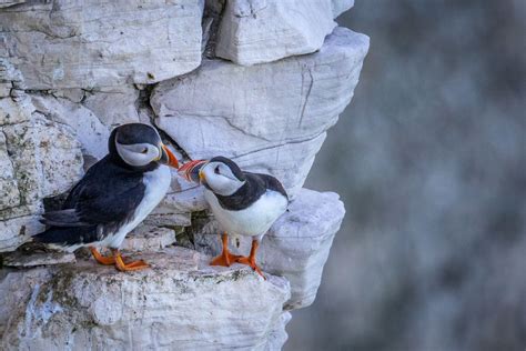 Bempton Cliffs walk - Bempton RSPB walk - puffins East Yorkshire