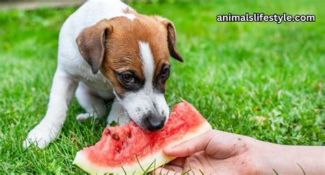 Can Dogs Have Watermelon And Health Benefits for Dogs