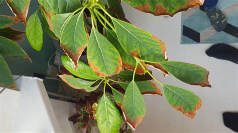 Advice needed: brown leaves on advocado plant : r/gardening