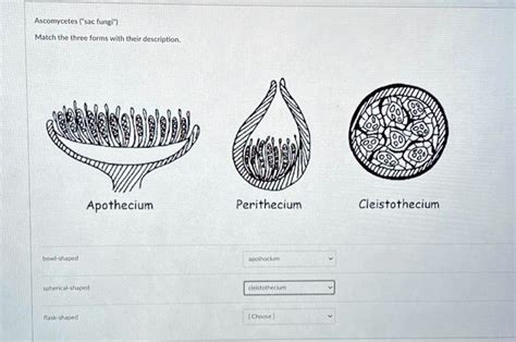 SOLVED: Ascomycetes ("sac fungi") are a diverse group of fungi that produce three different ...