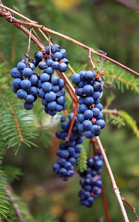 wild grapes | Edible wild plants, Native american food, Wild edibles