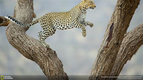 African Leopard-National Geographic Wallpaper-1920x1080 Download ...