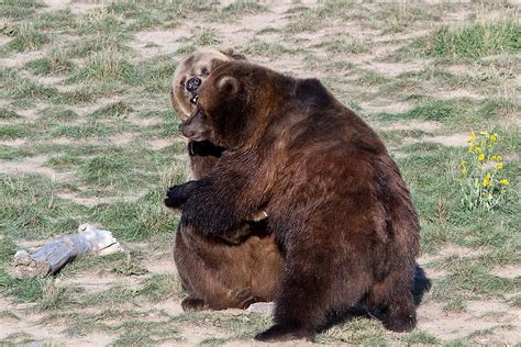 HD wallpaper: Grizzly Bear, Brown Bear, Grizzly, Bear, predator, wild animal | Wallpaper Flare