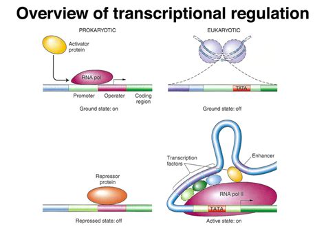 Transcription Initiation Complex Eukaryote