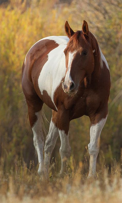 Skewbald Horse In Ranch, Martinsdale, Montana, Usa. Photograph by Carol Walker / Naturepl.com ...