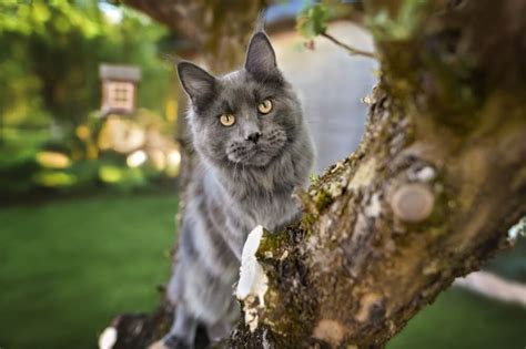 The Ultimate Guide to Blue Maine Coon Cats: Characteristics, Care, and More