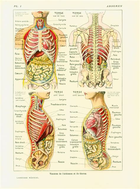 cerca penitencia Yo anatomie torse Adaptar Disciplina teléfono