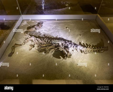 Skeleton of Eoraptor lunensis, a dinosaur from the Triassic Period in ...