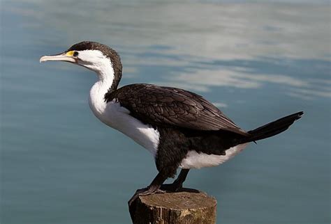 Pied Shag. | This large black-and-white shag is often seen i… | Flickr