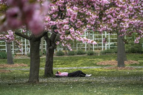 Brooklyn Botanic Garden Cherry Blossom Festival (Everything You Need To ...