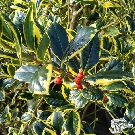 Buy Ilex x altaclerensis Golden King (Variegated Holly) in the UK