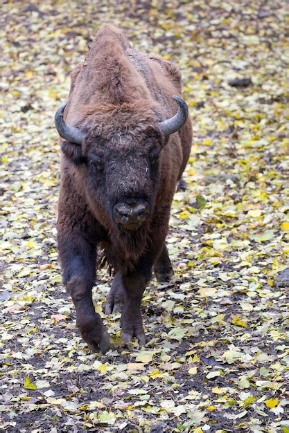 Premium Photo | A bison with big horns walks through the leaves on the ground.