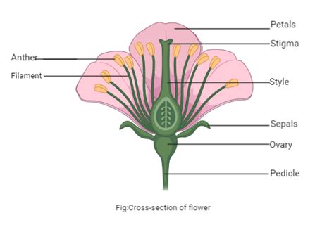 The female reproductive organs in a flower is A. SepalsB. PetalsC ...