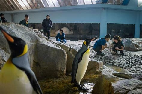 Jurong Bird Park penguins now in Mandai, ahead of Bird Paradise’s May 8 ...