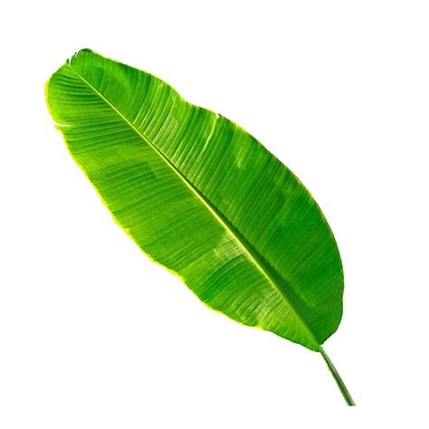 Green Banana Leaf at Rs 20/kg in Chennai | ID: 25908643862