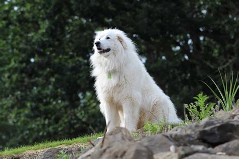 Great Pyrenees Shedding: Is There Anything You Can Do About It?