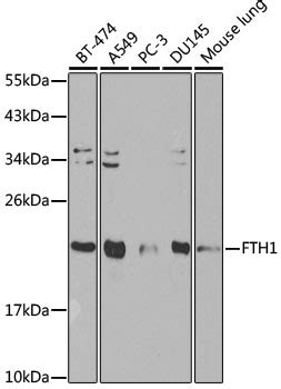 FTH1 Antibody - Cat. No. 14-022 | ProSci