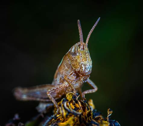 Macro Photo of Brown Grasshopper · Free Stock Photo