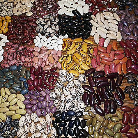 Dry bean varieties/sources (beans forum at permies)