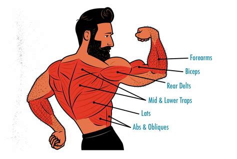 Lat Pulldown Alternatives: How to Train Your Lats With Free Weights