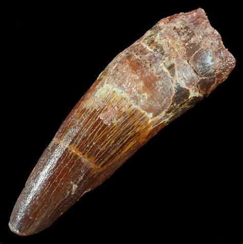 2.22" Spinosaurus Tooth - Real Dinosaur Tooth (#50499) For Sale - FossilEra.com