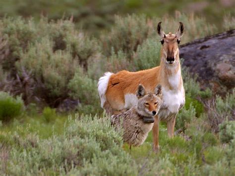 yellowstone national park animals