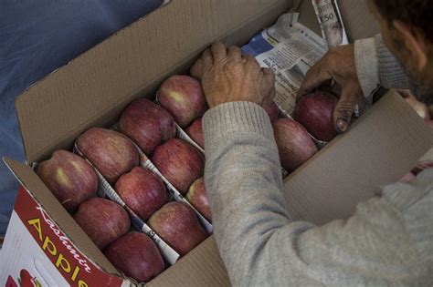 No fruit of this labour: Kashmir's apple trade