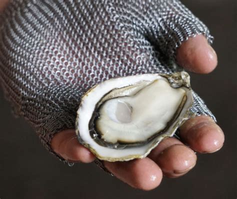 Fanny Bay Oysters Hosts BC Seafood Festival Competition