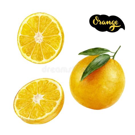 Orange Watercolor Illustration Stock Image - Image of rough, fruit ...