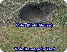 Field Mouse, Vole Removal