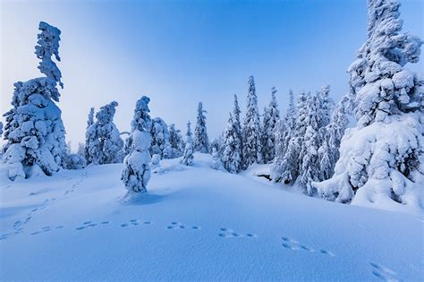 Bilder Finnland Natur Winter Schnee Bäume