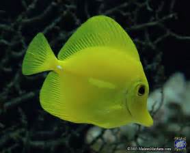 Yellow tang care... - Fish Forum - Nano-Reef Community