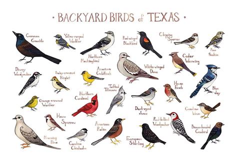 Texas Backyard Birds Field Guide Art Print List Of Birds, Kinds Of ...