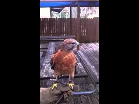 Red-shouldered hawk call - YouTube