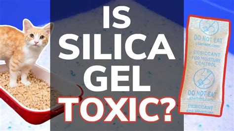 Is Silica Gel Toxic To Cats? What If Your Kitty Eats It? - The Cooler Box