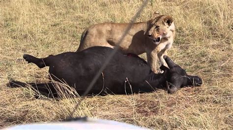 Lions Hunting at Kenya Masai Mara Forest safari video shot by me - YouTube