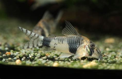 Cory Catfish Breeding Guide (Answers to Common Questions) - Avid Aquarist