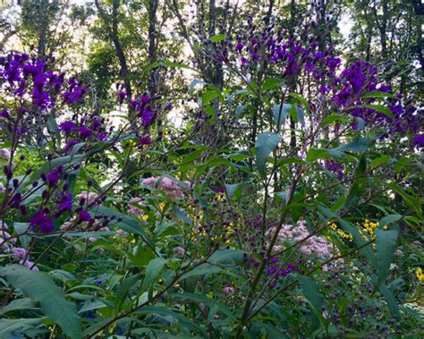 purple native wildflowers - Keystone Wildflowers