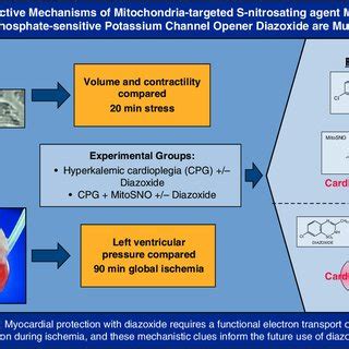 Cardioprotective mechanisms of mitochondria-targeted S-nitrosating... | Download Scientific Diagram