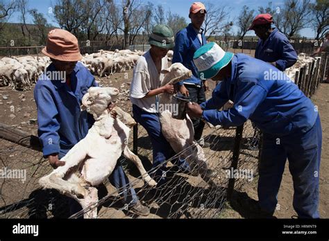 South africa karoo sheep farming hi-res stock photography and images ...