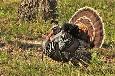 Tom Turkey Close-up 2 Free Stock Photo - Public Domain Pictures