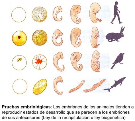 Desarrollo embrionario en los animales | Actualizado noviembre 2024