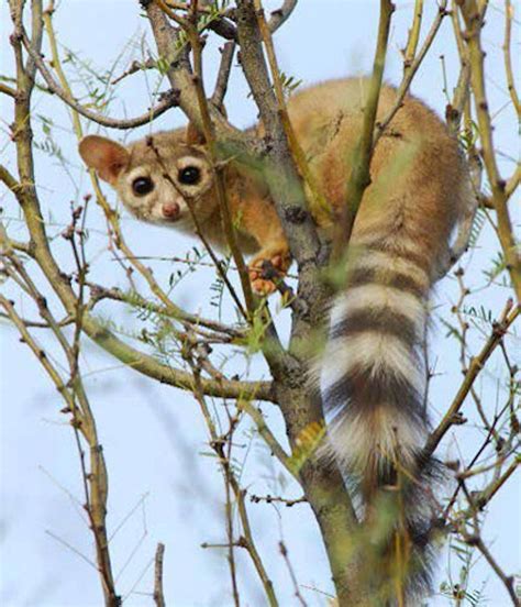 Ringtail Cats: Photos of the 'Cutest Animal in North America' | Live ...