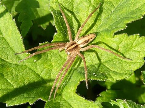 Uk Garden Spider Identification | Fasci Garden