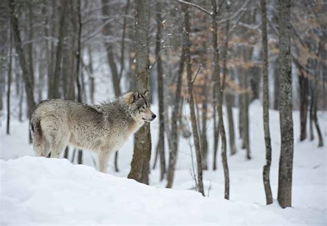 Wolf in the Snow - Cool Wildlife